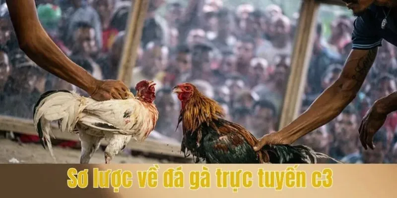 Giới thiệu sơ lược về đá gà trực tuyến c3