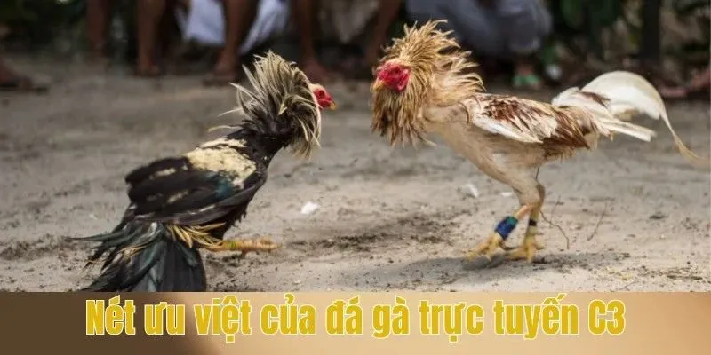 Nét ưu việt của đá gà trực tuyến C3