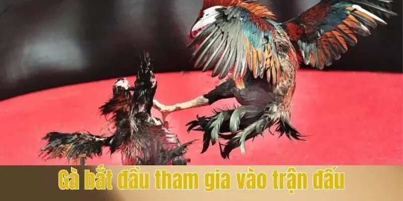 Gà bắt đầu tham gia vào trận đấu