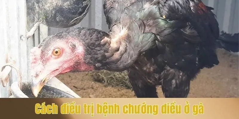 Cách điều trị bệnh chướng diều ở gà
