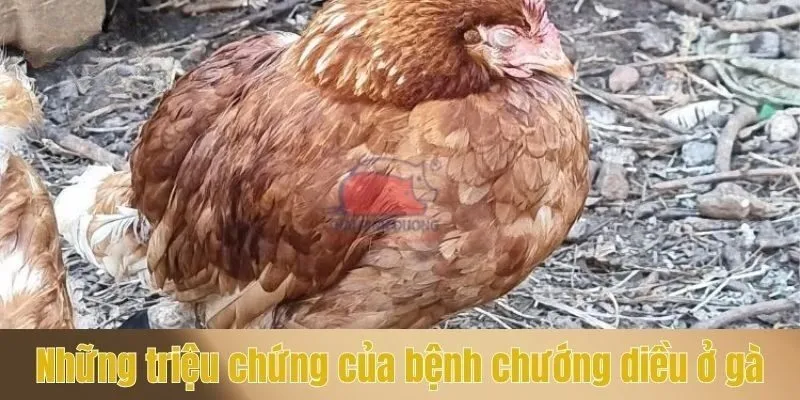 Những triệu chứng của bệnh chướng diều ở gà