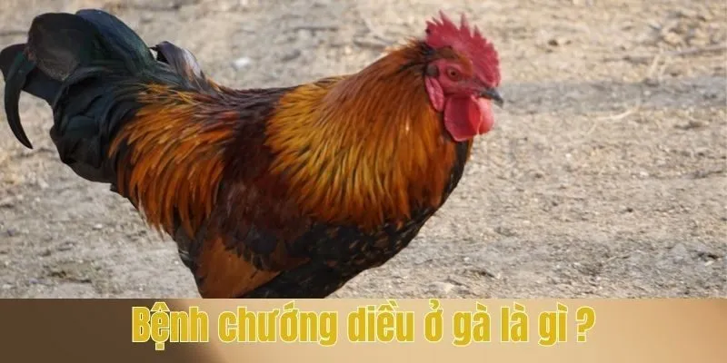 Bệnh chướng diều ở gà là gì ?